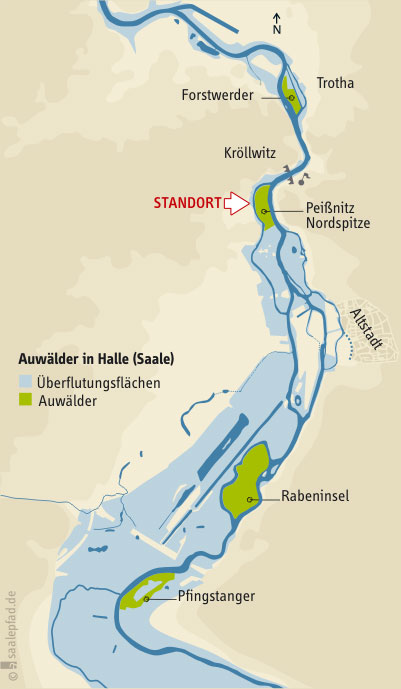 Auwälder im hochwassereinzugsbereich in Halle